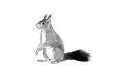 Ein Eichhörnchen
