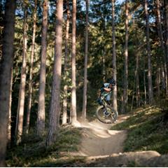 Mountain biker jumps on a forest trail surrounded by tall pine trees in sunlight.